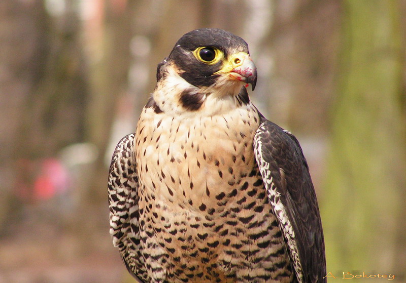 Falco peregrinus Tunstall